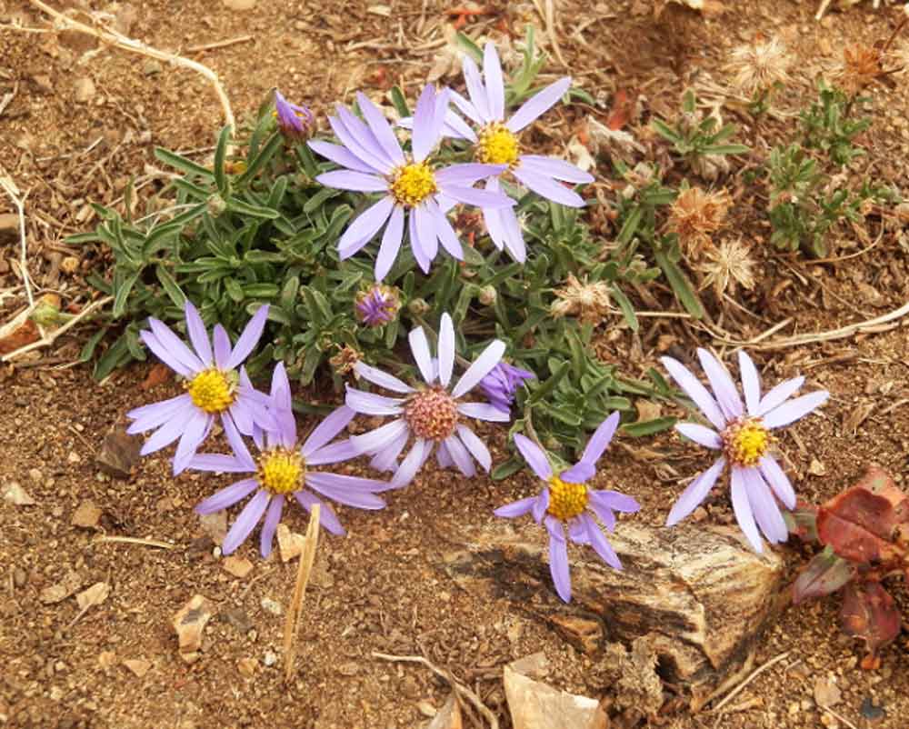 Heteropappus altaicus  (Asteraceae) - Mongolia