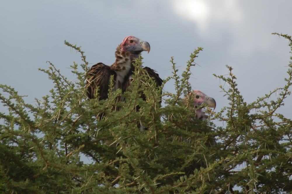 Tanzania - Avvoltoio orecchiuto (Torgos tracheliotus)