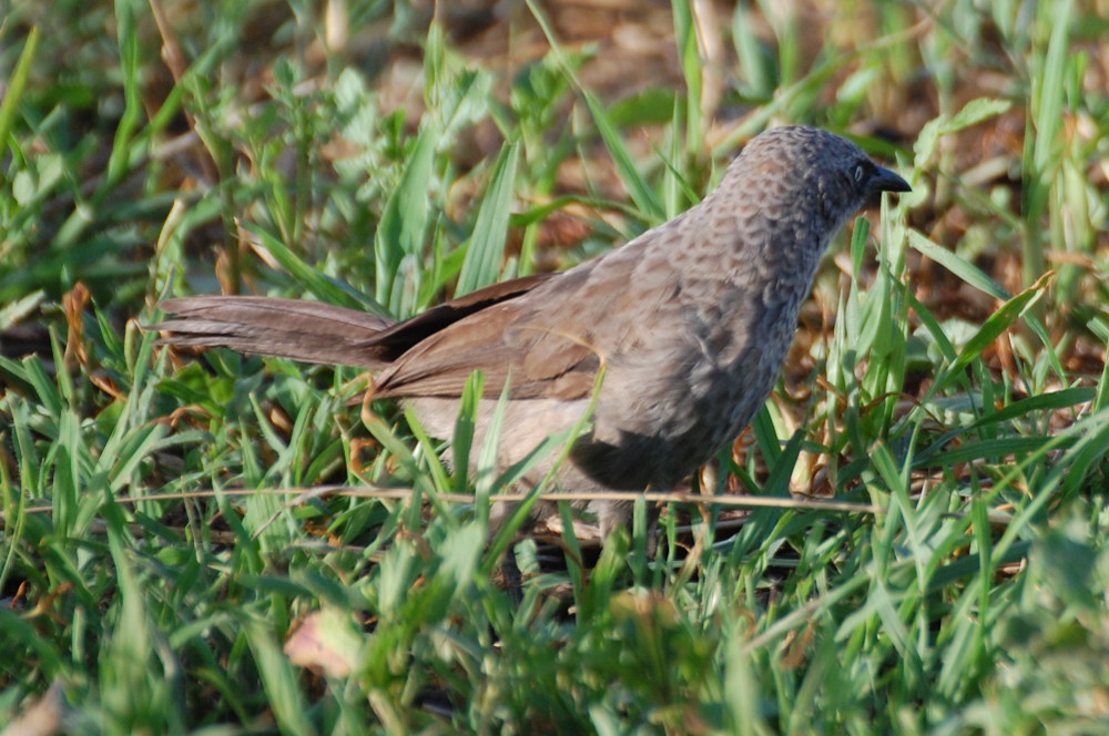 Tanzania - Garrulo (Turdoides sharpei)