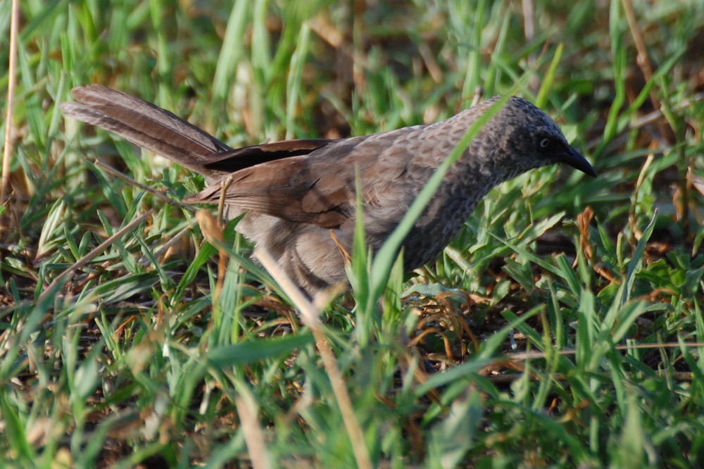 Tanzania - Garrulo (Turdoides sharpei)