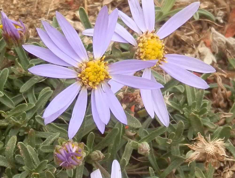 Heteropappus altaicus  (Asteraceae) - Mongolia