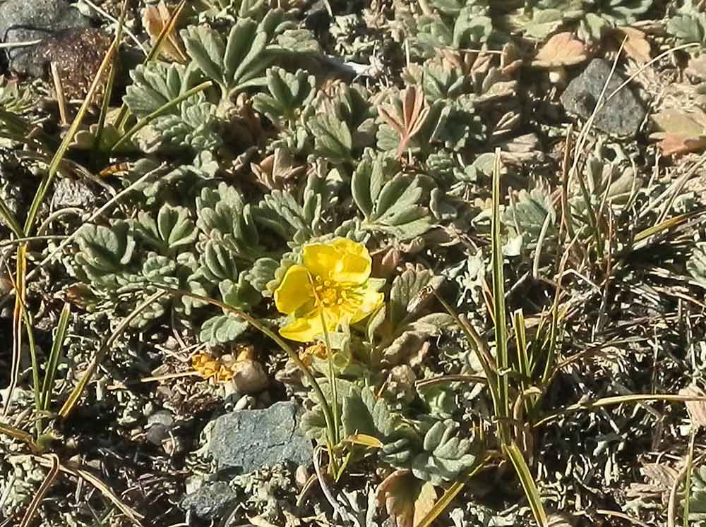 Potentilla acaulis (Rosaceae) - Mongolia