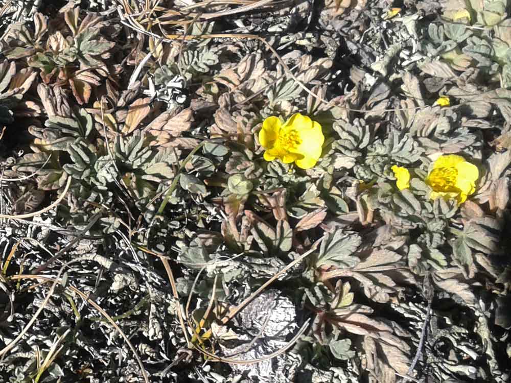 Potentilla acaulis (Rosaceae) - Mongolia