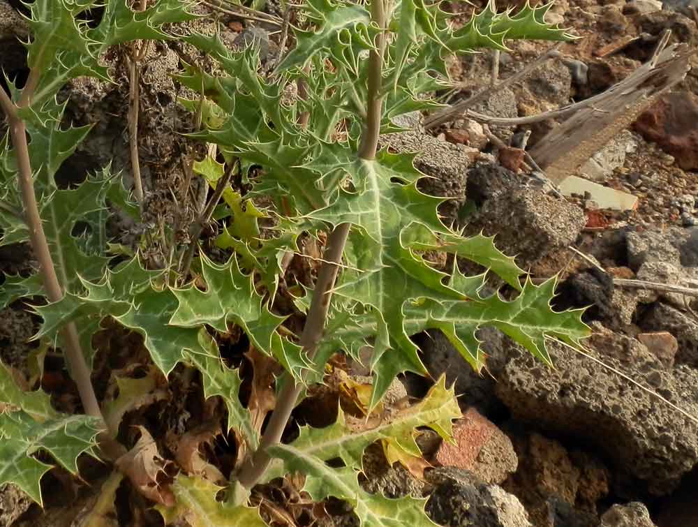 Argemone mexicana ? - Canarie