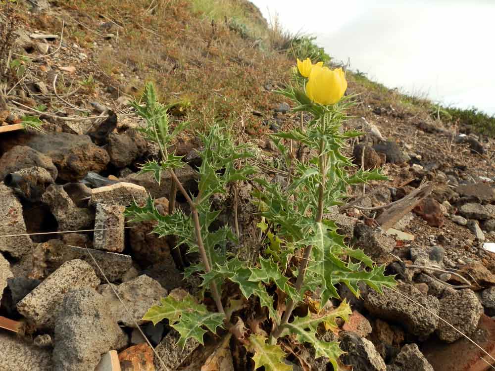 Argemone mexicana ? - Canarie