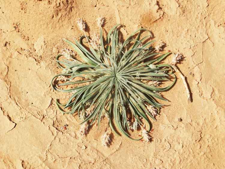 Plantago minuta (Plantaginaceae) - Mongolia