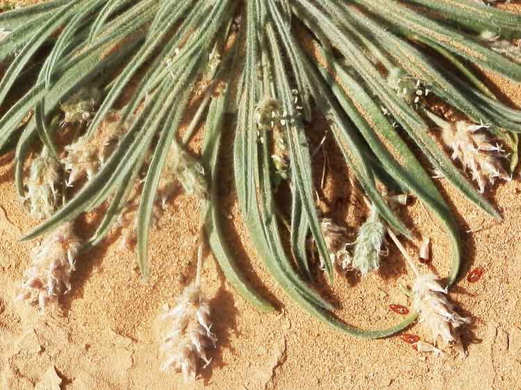 Plantago minuta (Plantaginaceae) - Mongolia