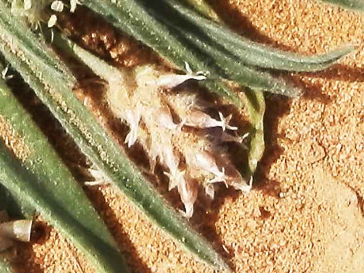 Plantago minuta (Plantaginaceae) - Mongolia