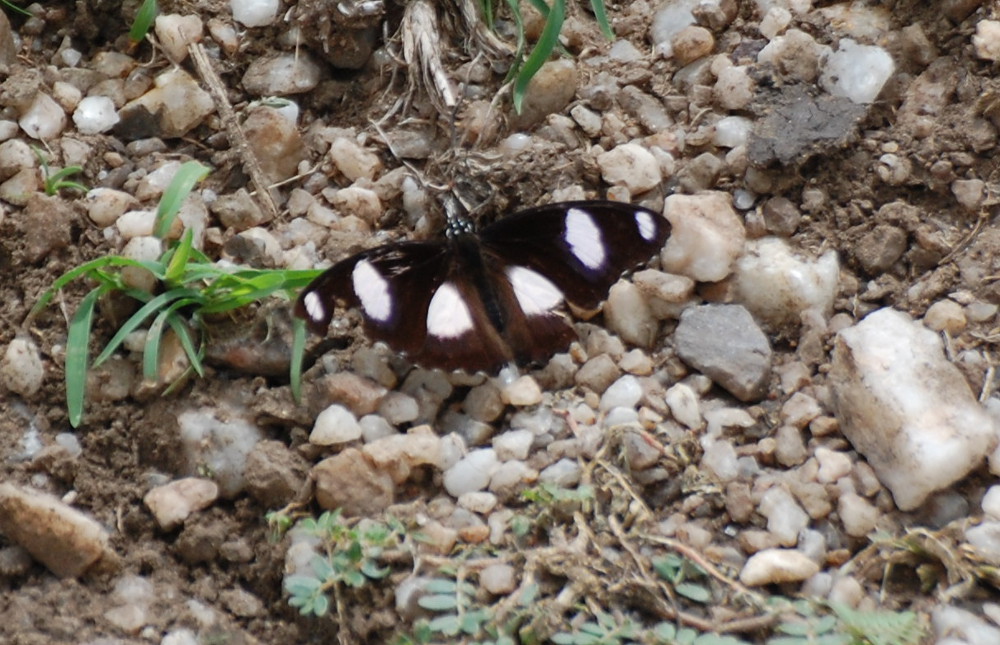 Tanzania - Hipolimnas misippus (Nymphalidae), ♂