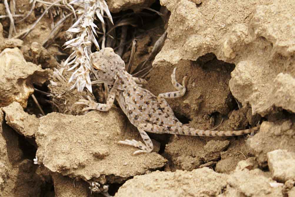 Agamidae? Nepal