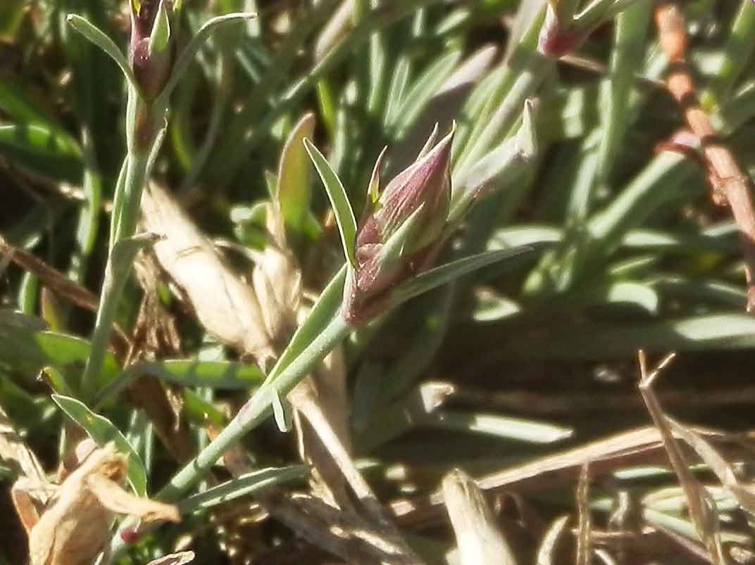 Dianthus versicolor (Caryophyllaceae) Mongolia