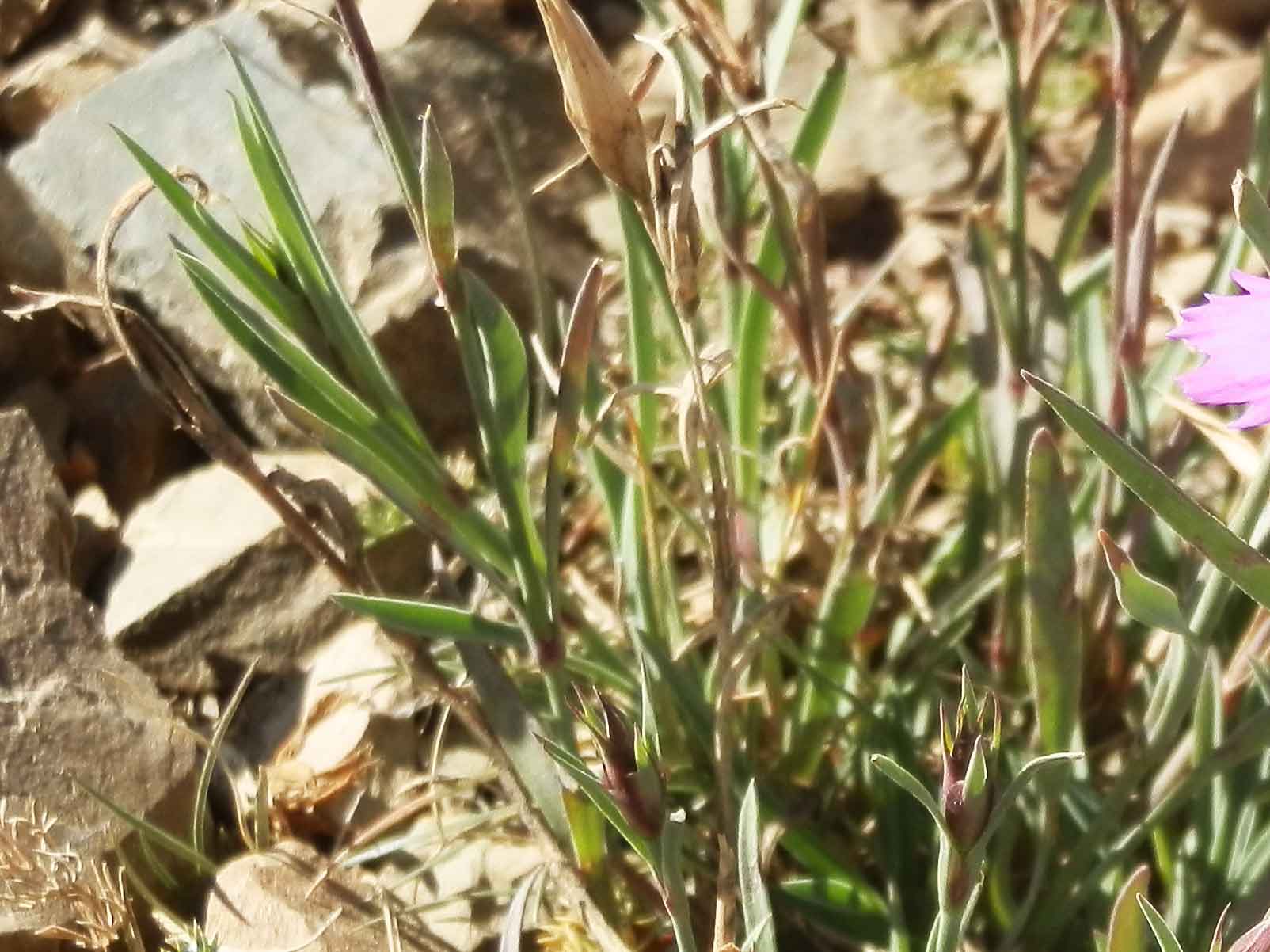 Dianthus versicolor (Caryophyllaceae) Mongolia