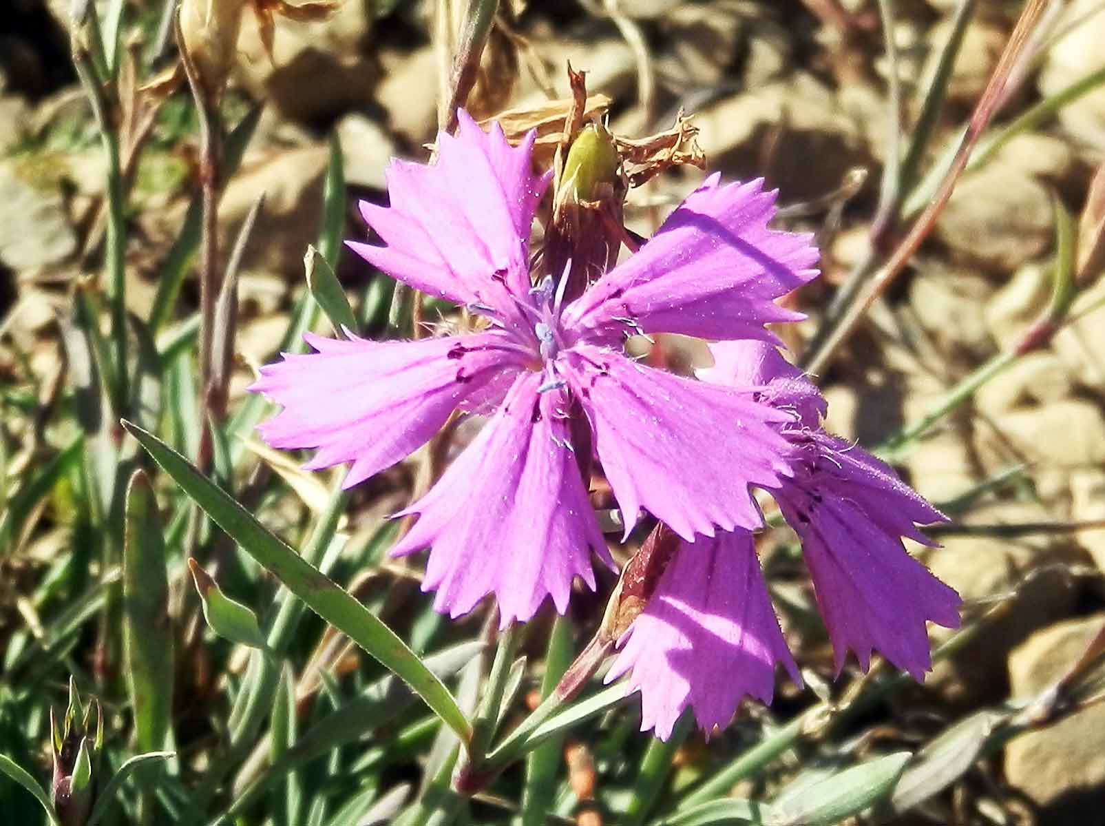 Dianthus versicolor (Caryophyllaceae) Mongolia