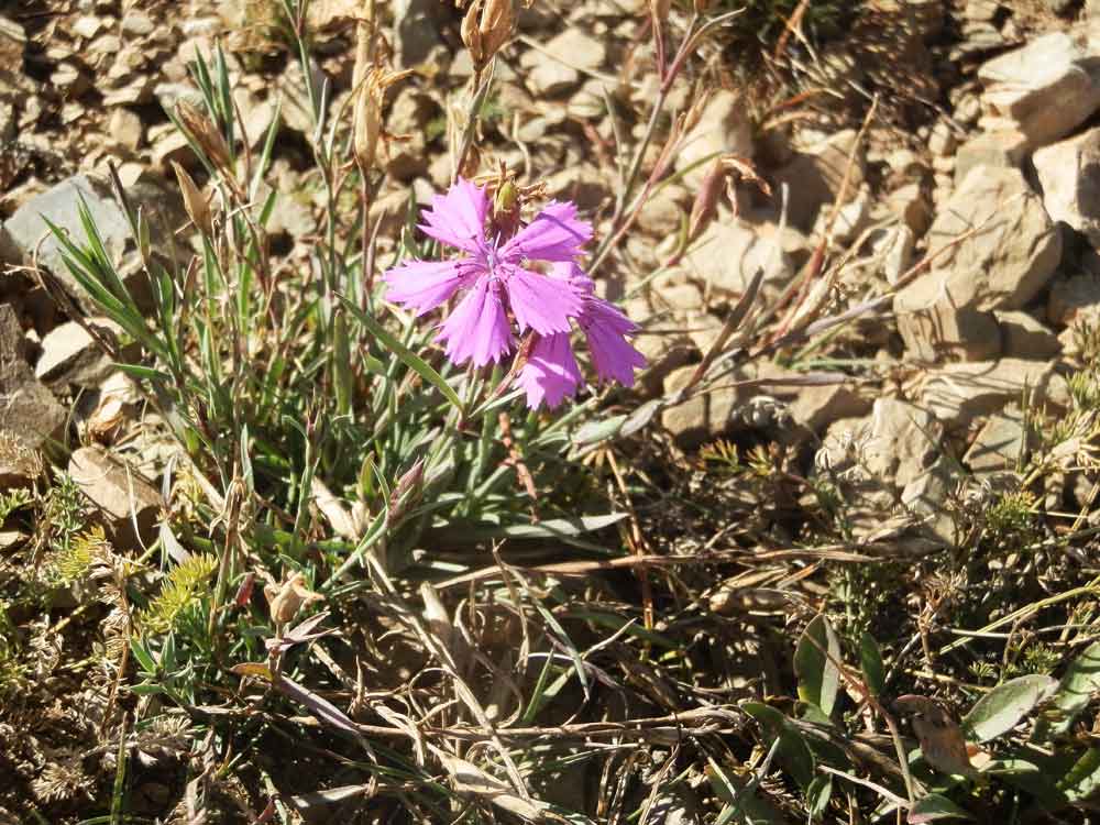 Dianthus versicolor (Caryophyllaceae) Mongolia