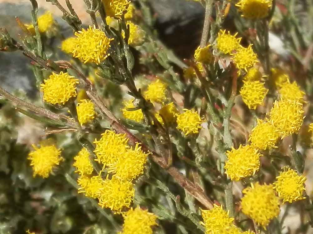 Stilpnolepis intricata (Asteraceae) - Mongolia