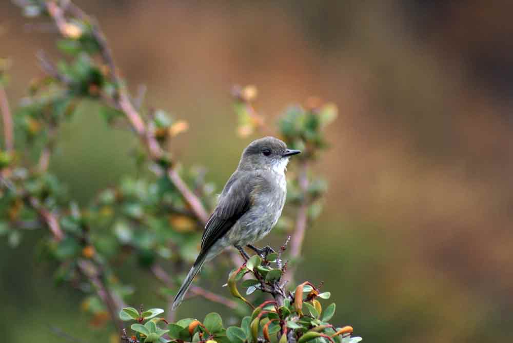 Patagonia - Insettivoro