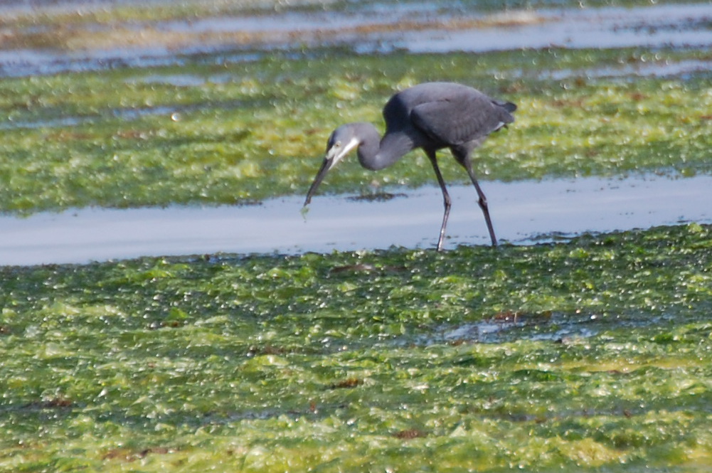 Zanzibar - Garzetta schistacea (Egretta gularis)?  S !