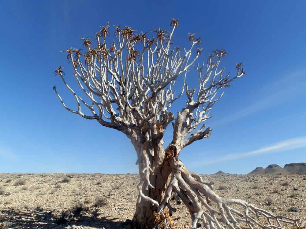 Aloe dichotoma (Asparagaceae) - Namibia