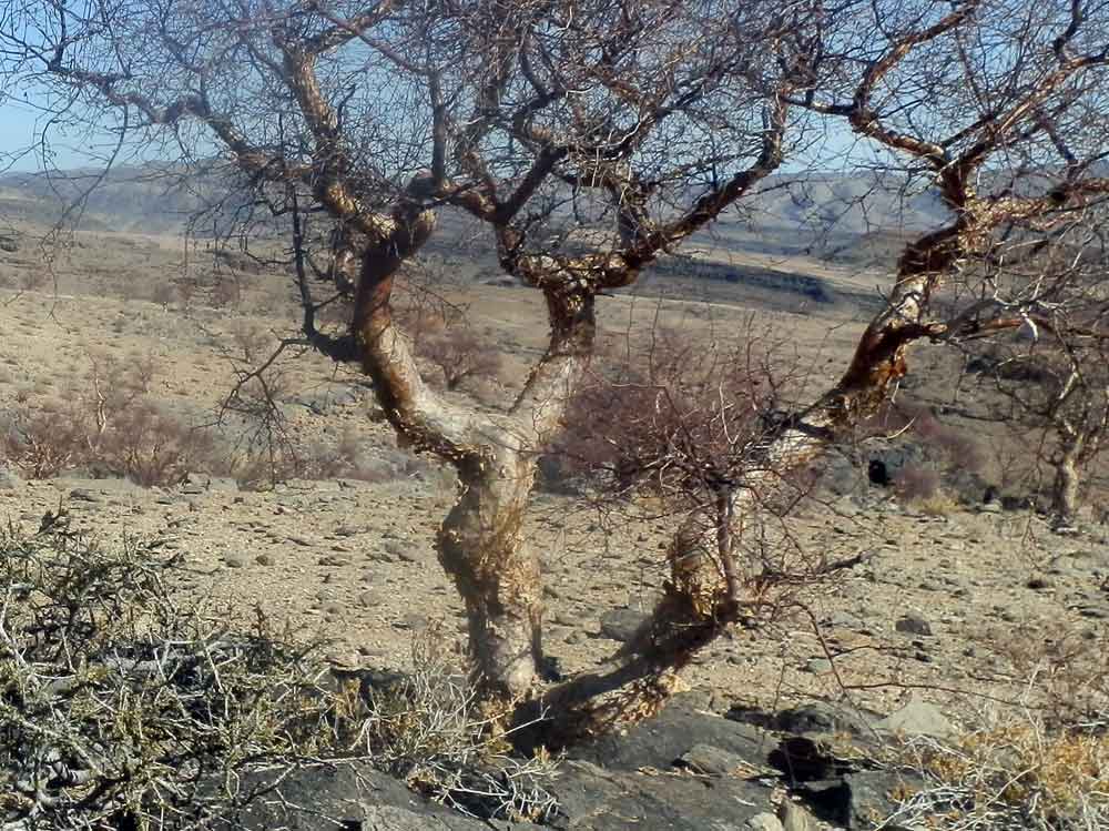 Albero: Commiphora sp. (Burseraceae) - Namibia