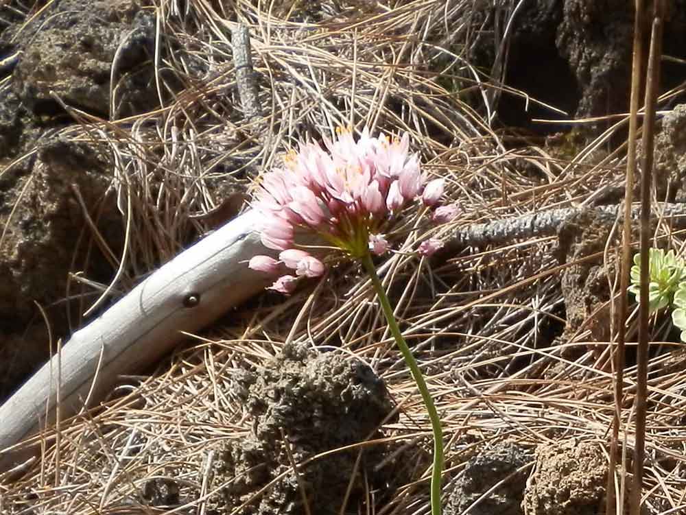 Allium subvillosum? - Canarie