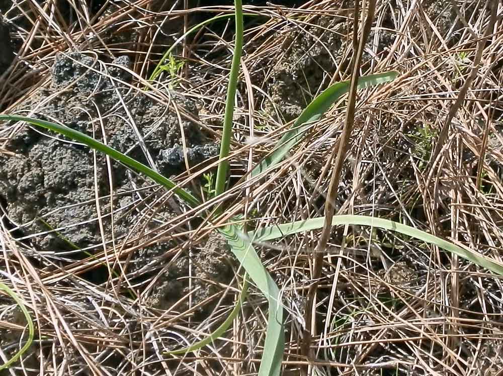 Allium subvillosum? - Canarie