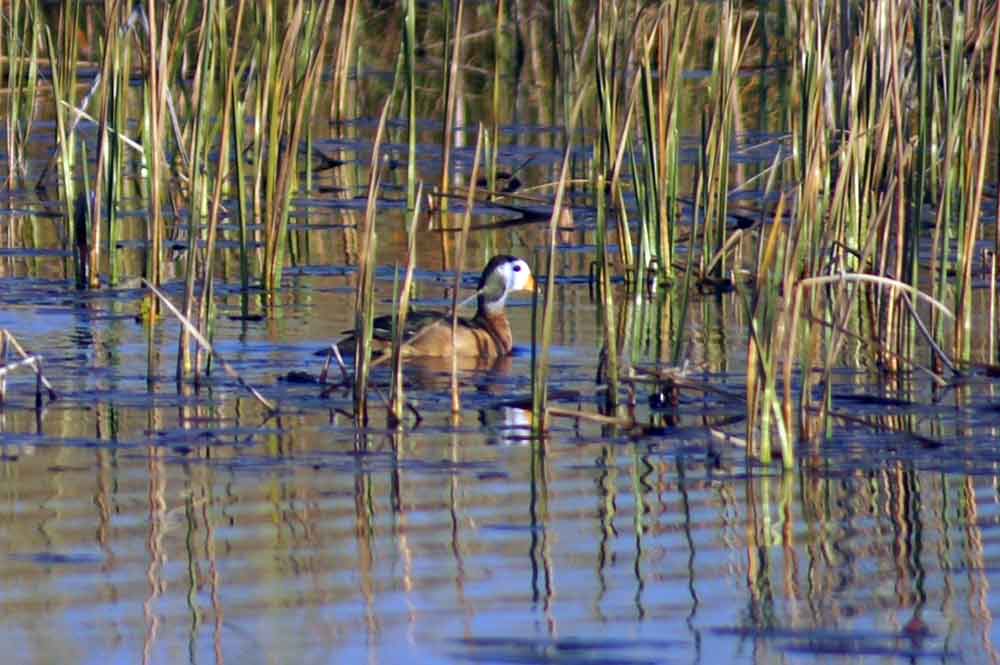 Anatra - Botswana