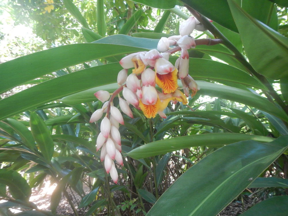 Zanzibar - Pianta:  Alpinia zerumbet (Zingiberaceae)