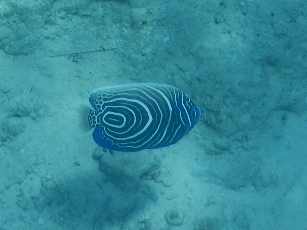 Zanzibar - Pesce:   Pomacanthus imperator