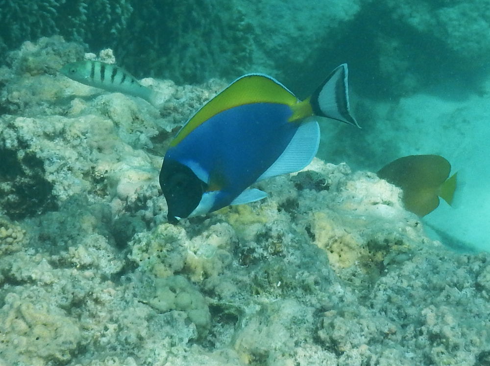 Zanzibar - Altro pesce:  Acanthurus leucosternon