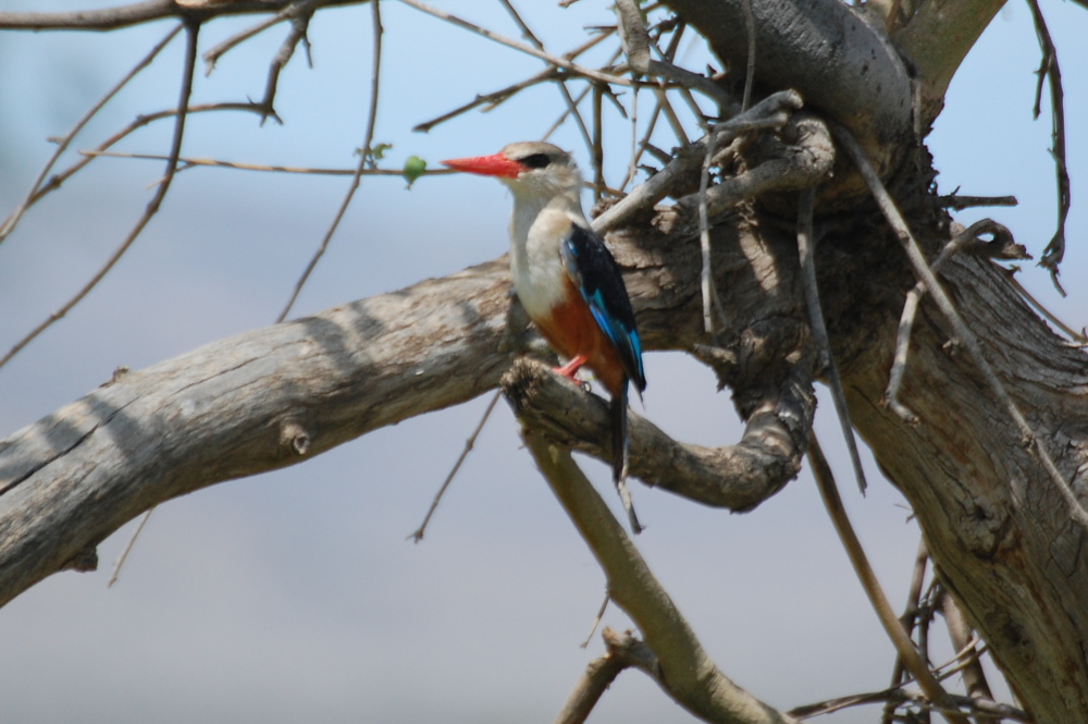 Tanzania-Martin pescatore testagrigia (Halcyon leucocephala)