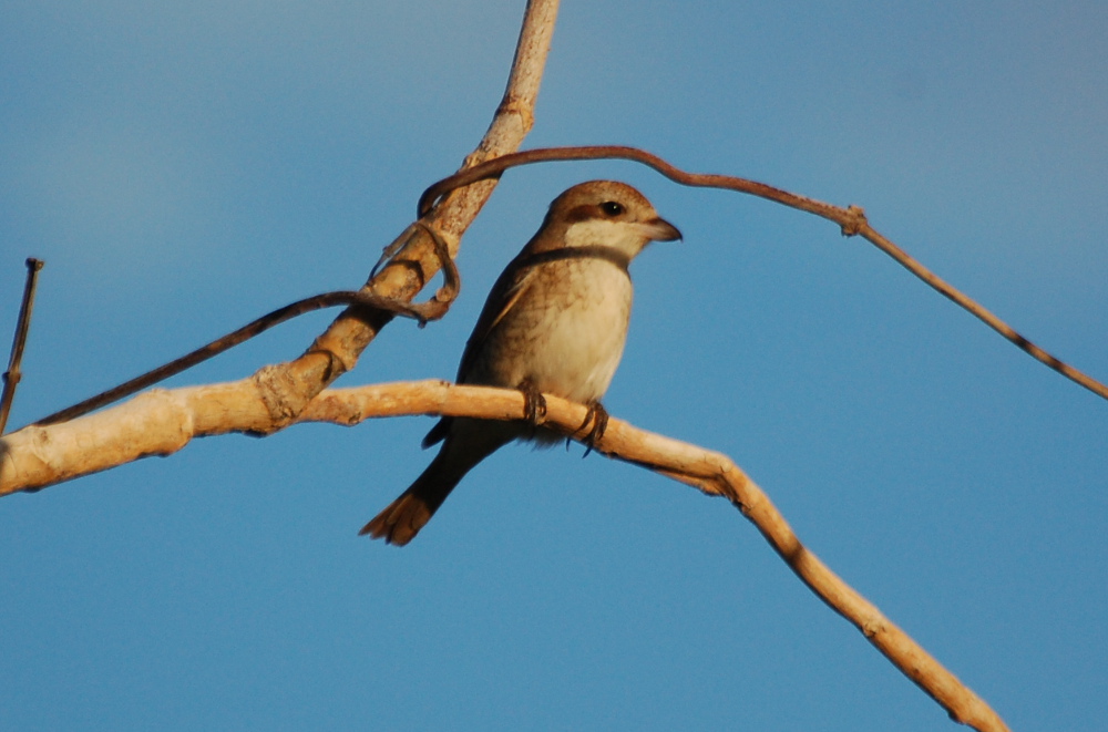 Tanzania - Lanius cfr. collurio (Averla piccola)