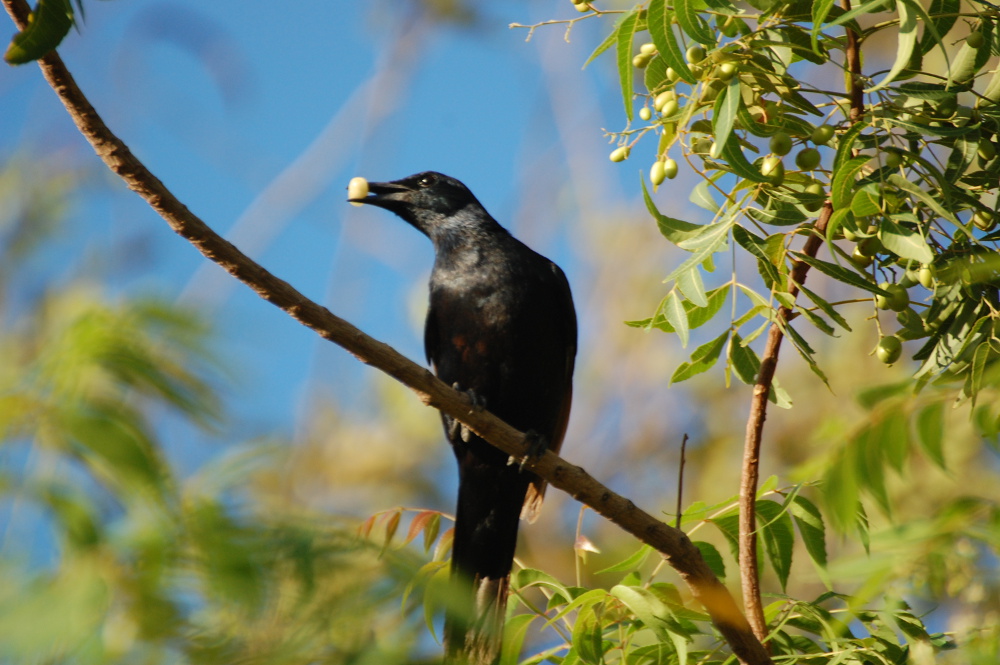 Tanzania - Storno dalle ali rosse (Onychognathus morio)