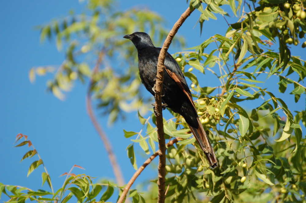 Tanzania - Storno dalle ali rosse (Onychognathus morio)