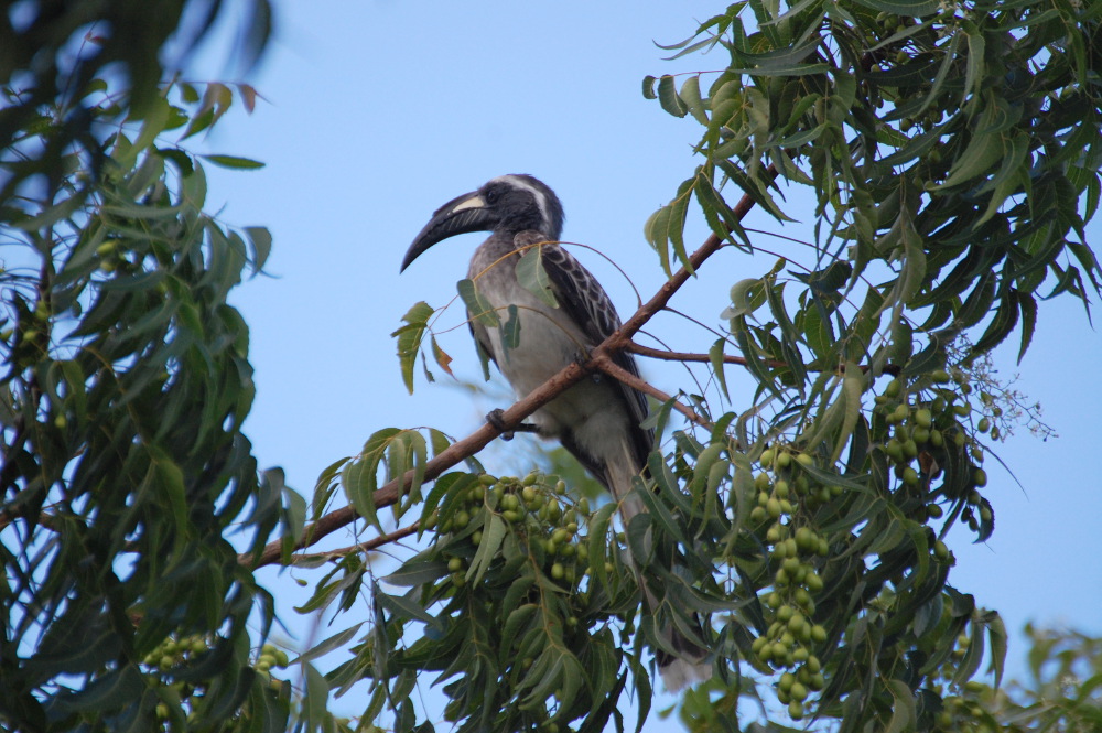 Tanzania - Bucero (Lophoceros nasutus)