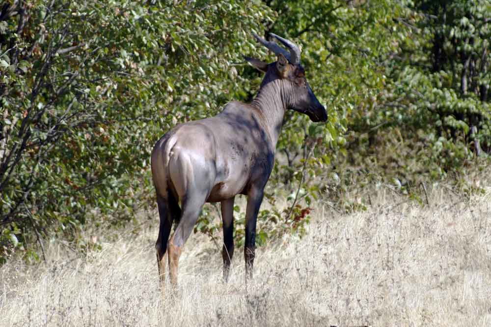 Antilope topi - Botswana