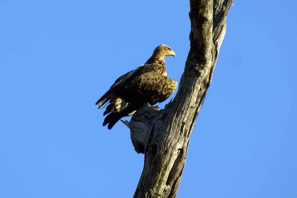 Aquila 1 - Botswana