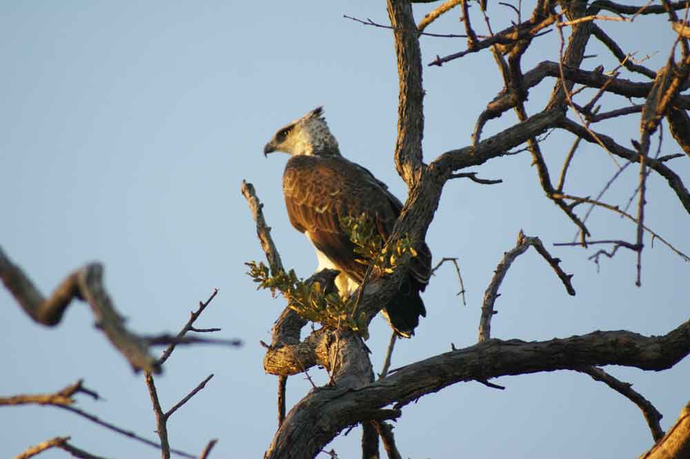 Aquila 2 - Botswana