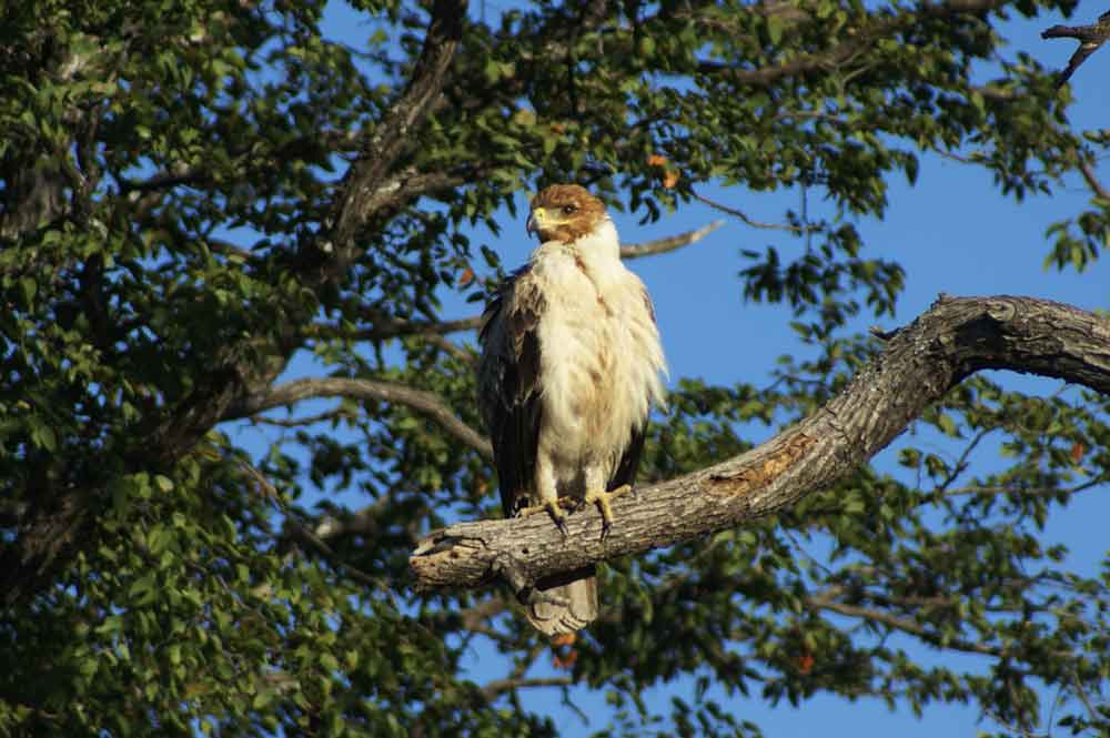 Aquila 2 - Botswana