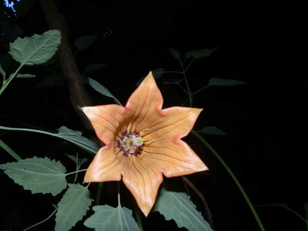 Canarina canariensis (L.) Vatke - Canarie