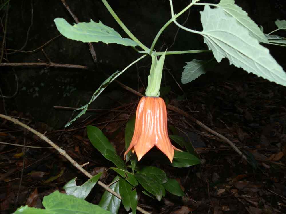 Canarina canariensis (L.) Vatke - Canarie