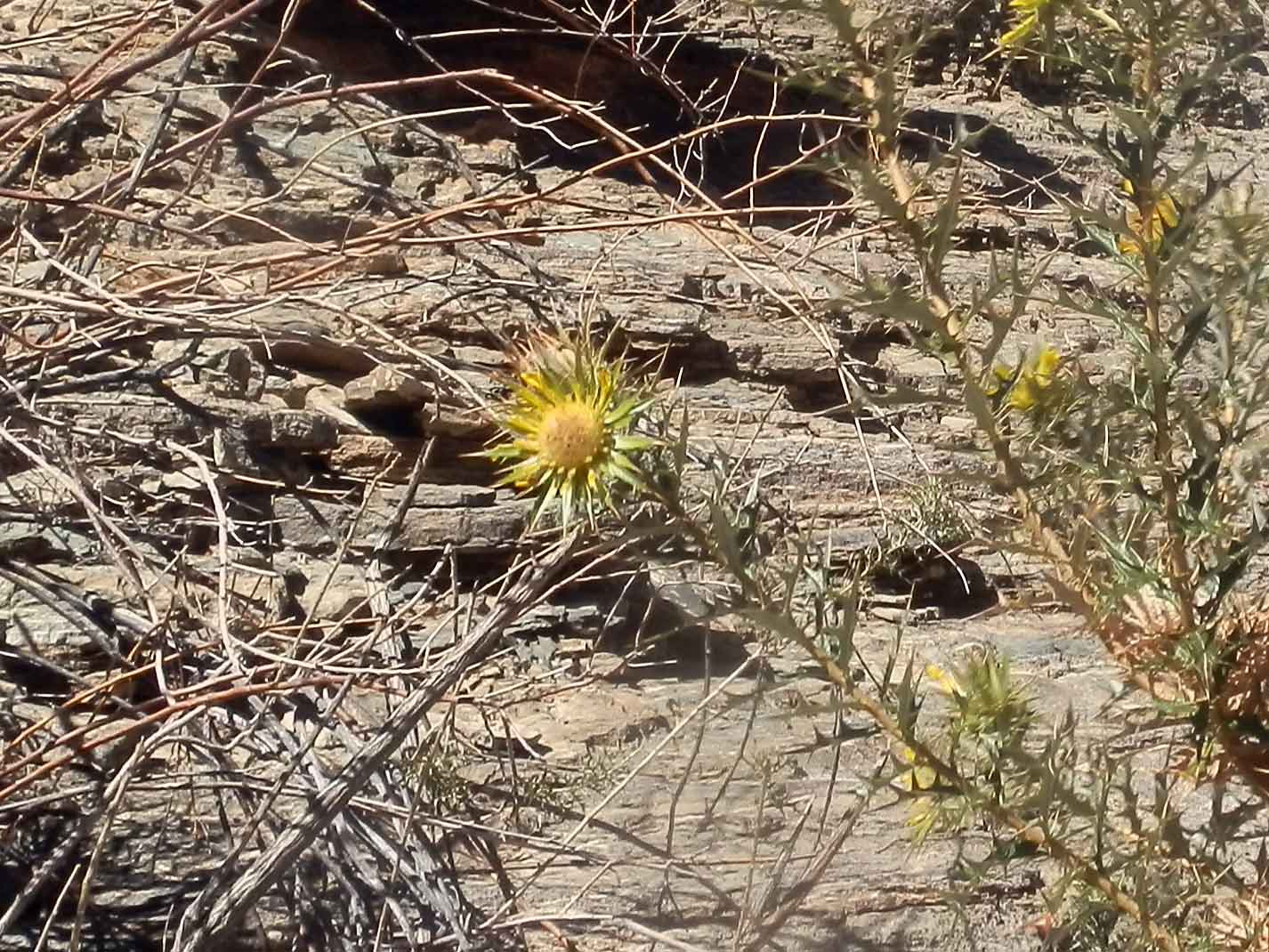 Asteraceae: cfr. Berkheya chamaepeuce  - Namibia