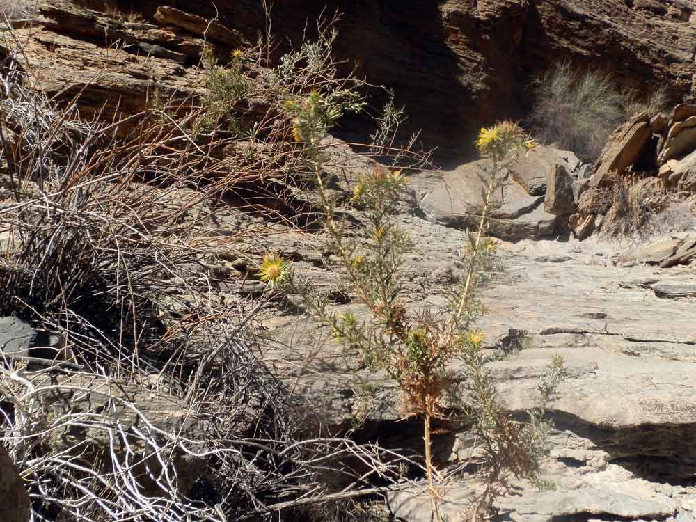 Asteraceae: cfr. Berkheya chamaepeuce  - Namibia