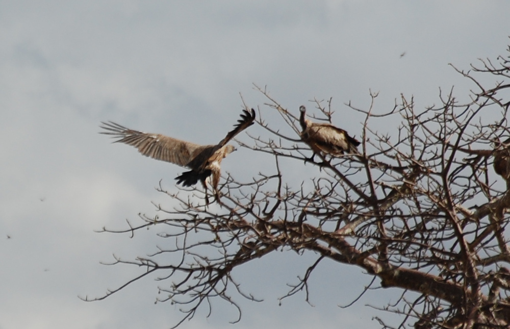 Tanzania - Grifone dorsobianco africano (Gyps africanus)