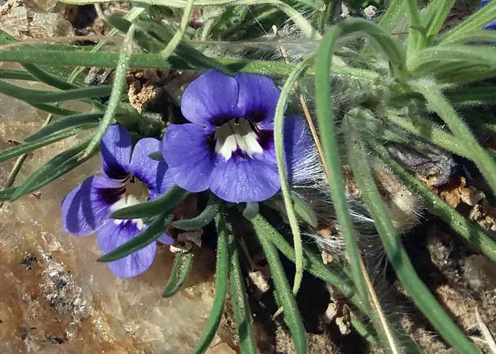 Aptosimum lineare (Scrophulariaceae) - Namibia