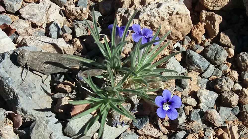 Aptosimum lineare (Scrophulariaceae) - Namibia