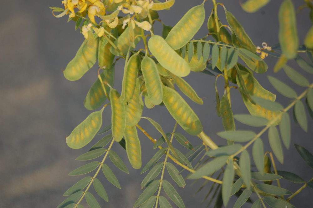 dall''Etiopia: Senna alexandrina (Fabaceae)