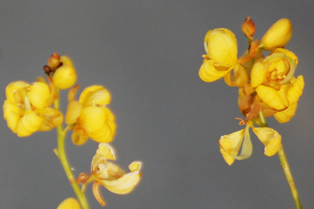 dall''Etiopia: Senna alexandrina (Fabaceae)