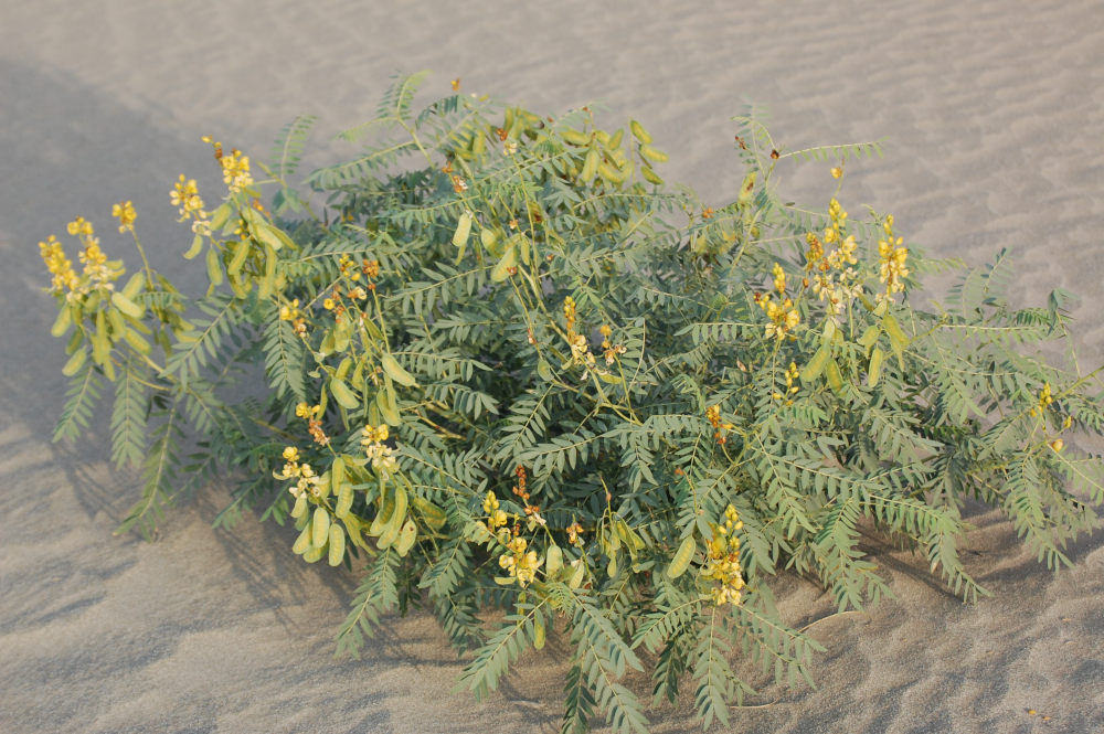 dall''Etiopia: Senna alexandrina (Fabaceae)