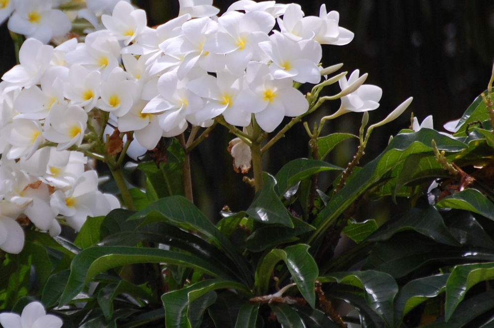 Brasile - nella foresta amazonica : Plumeria sp. (Apocinaceae)