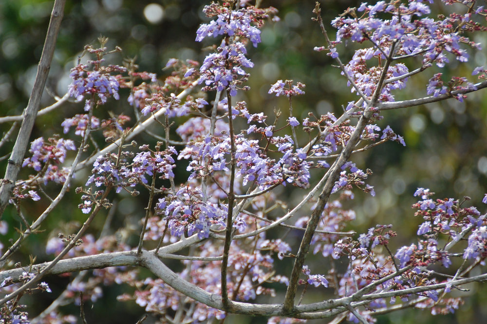 Brasile - nella foresta amazzonica: Vitex cymosa (Lamiaceae)